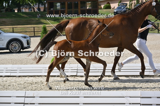 21_Cashmere - Conthargos_935_0129 | Björn Schroeder Pferdefotografie