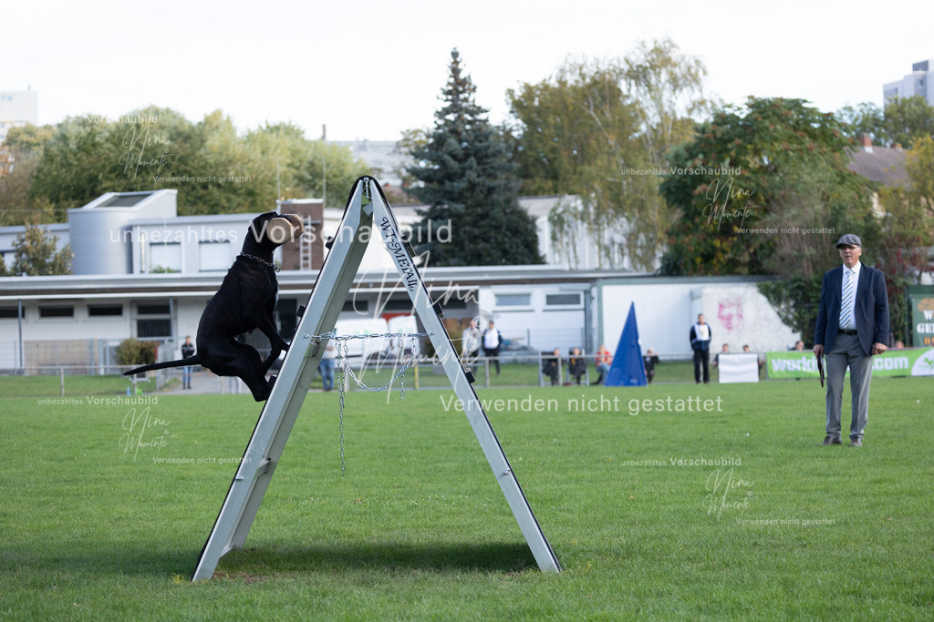 _16A5593 | Einzigartige Fotos von Hunden & Menschen –Actionfotos, Portraits, Vereinsaufnahmen & Paarshootings – authentisch, lebendig & mit Herz.