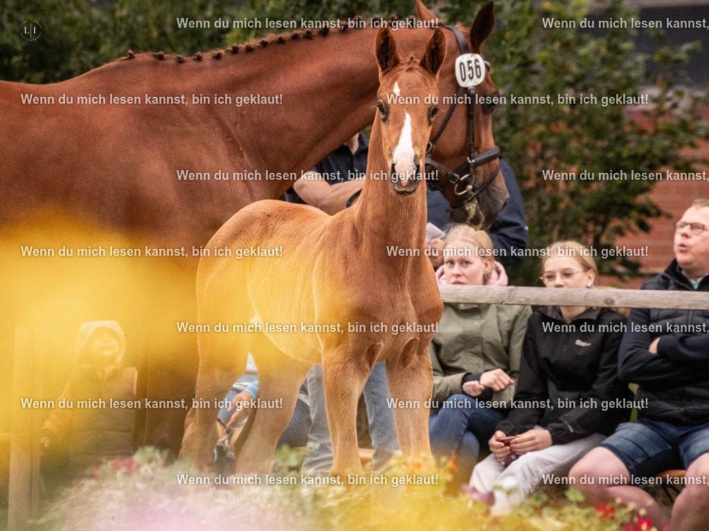 A10I5754 | photographylinaismer - Realisiert mit Pictrs.com