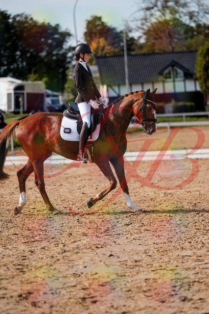 2026_10_03_Siefer-Hof_132840_Z63_89561285 | Professionelle Reitsport-, Turnier- und Eventfotografie von Robert Broda. Galerien mit ausgewählten und bearbeiteten Bildern direkt online ansehen und bestellen.