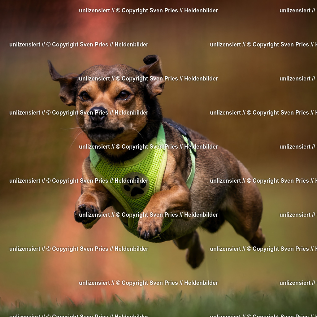 Sven Pries | 2024-04-21 - Hunderennen Baden-Oos
Foto: Sven Pries - Realisiert mit Pictrs.com