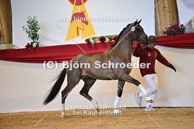 66_Revolution - Damon Hill_787_1879 | Björn Schroeder Pferdefotografie