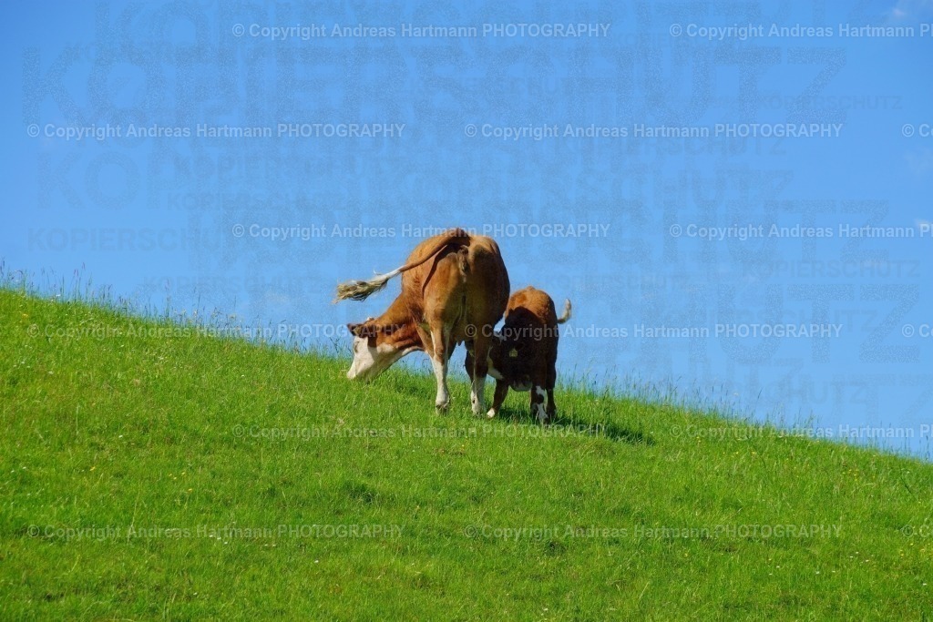 Mutterkuh mit säugendem Kalb auf Bergwiese | Mutterkuh mit säugendem Kalb auf Bergwiese - Realisiert mit Pictrs.com