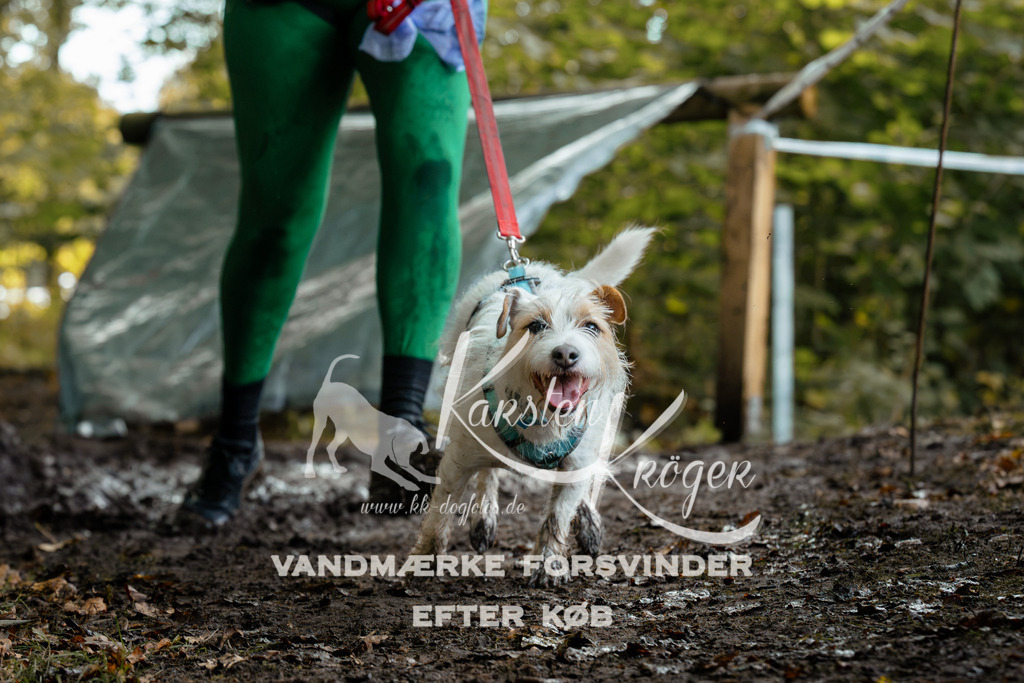 1416DZ6_1441Z6 | kk-dogfotos