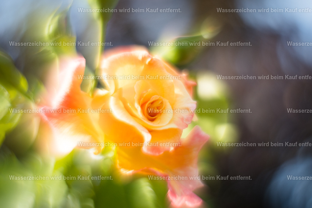 Dein Leben als Meisterstück | Die Botschaft zum Bild lautet: Du bist genau hier richtig, und das Leben arbeitet für dich. Du machst aus deinem Leben ein Meisterstück. Vertraue, dass es so wunderschön ist wie diese Rose, richte dich darauf aus. Nur so formst du dieses Meisterstück mit Freude, mit Liebe, mit Dankbarkeit. Du bist dein Meisterstück.