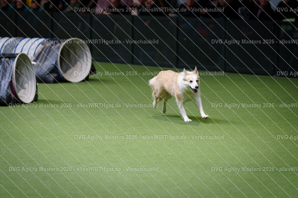 allesWIRTHgut_Tierfotografie-DVG_Agility_Masters_2026-13_40-7R509847 | Professionelle Tierfotografie in Mönchengladbach von Daniel Wirth (allesWIRTHgut). Liebevolle & natürliche Bilder von Hunden & Katzen für unvergessliche Erinnerungen.