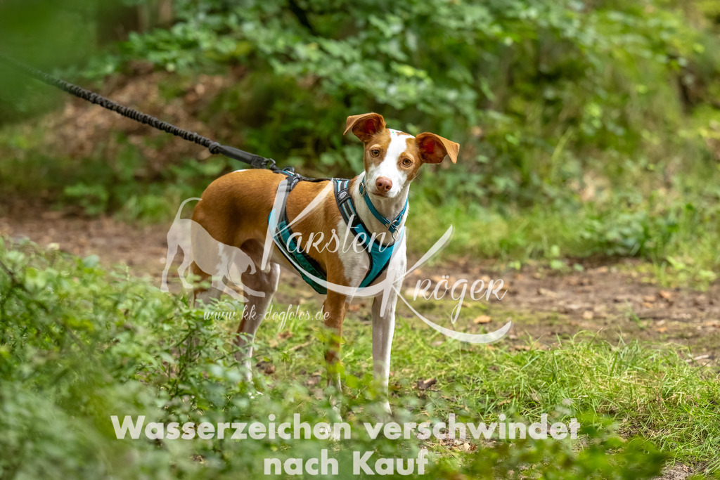 1330_ZZ93045-Bearbeitet | kk-dogfotos