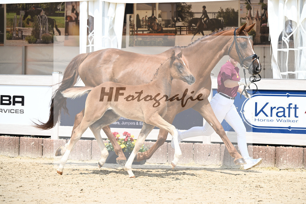 Don Olympic x Benetton Dream_HF_Groll_12250655 | hf-fotografie - Realisiert mit Pictrs.com
