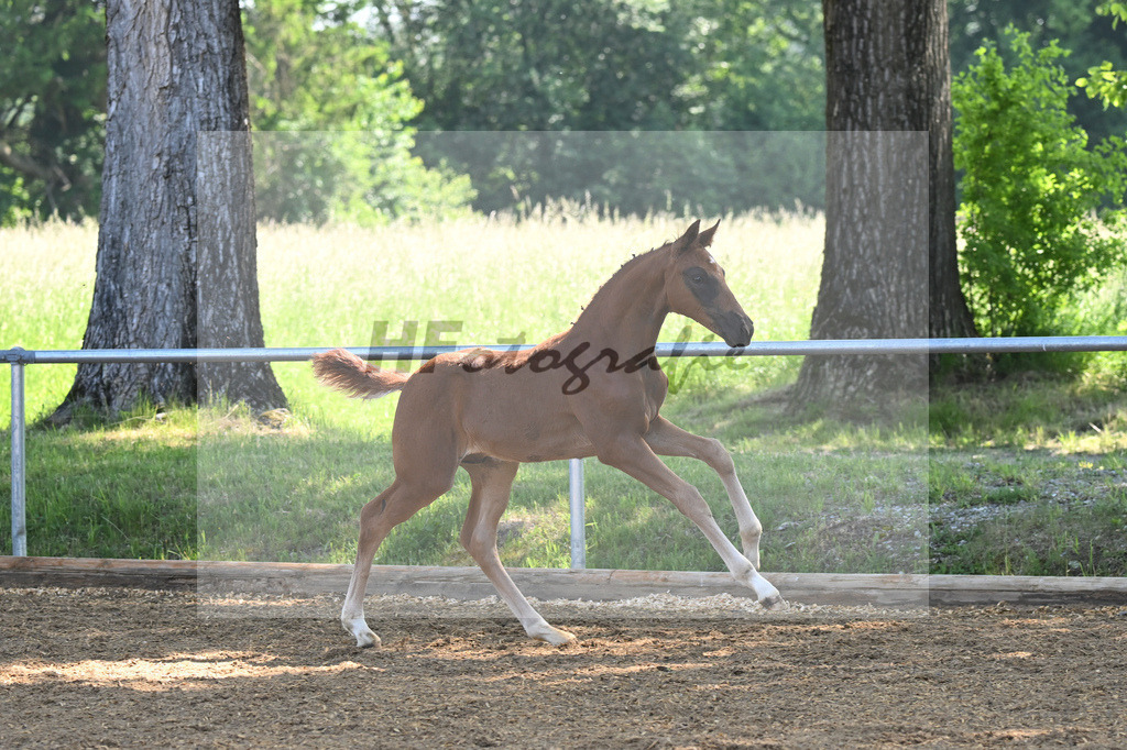 Kat-Nr. 5 HF Floricello OLD_Wiedemann_14230090 | hf-fotografie - Realisiert mit Pictrs.com