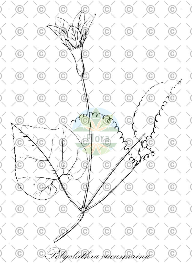 HistAbb_63NBC_1_ENZY_Simple | Historische Abbildung von Polyclathra cucumerina - Cucurbitaceae | Historical Illustration of Polyclathra cucumerina - Cucurbitaceae