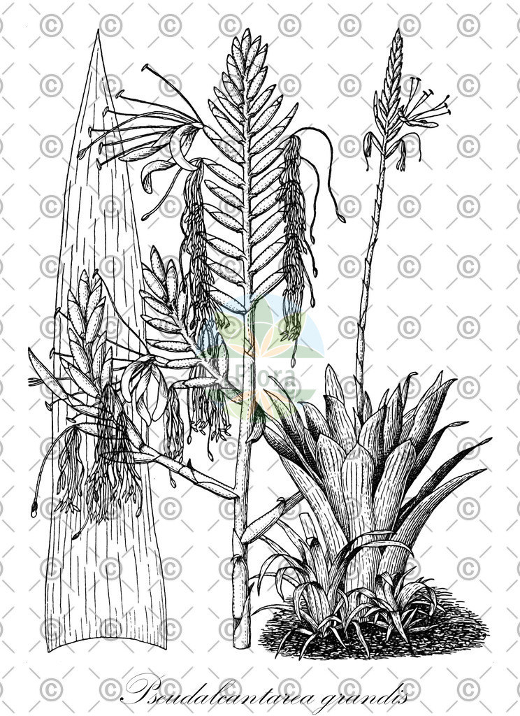HistAbb_wfo-1000024323_1_ENZY_Simple | Historische Abbildung von Pseudalcantarea grandis - Bromeliaceae | Historical Illustration of Pseudalcantarea grandis - Bromeliaceae