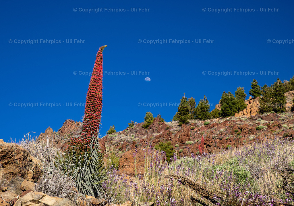 20220511-7S300928 | Fehrpics - hochwertige Fotoprodukte rund um Landschaft, Natur, Sterne & Milchstraße. - Realisiert mit Pictrs.com