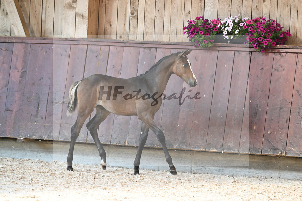 Kat-Nr. 6 HF Uno I x Grafenstolz_Formann_32240445 | hf-fotografie - Realisiert mit Pictrs.com