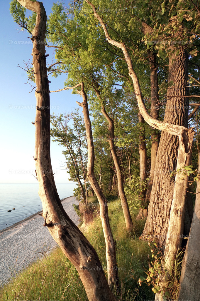 Küstenwald im Abendlicht | Das Bild zeigt windgeformte Bäume an der Steilküste des Klützer Winkels an einem windstillen Sommerabend.