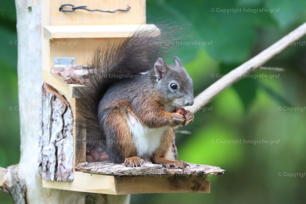 IMG_1123 | fotografie-graf - Realisiert mit Pictrs.com