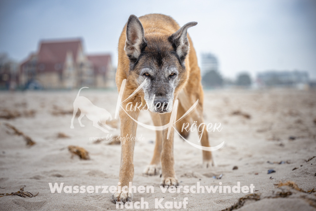 1036_ZZ95499 | kk-dogfotos