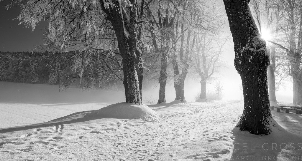 deep frozen alley of trees in winter | Die ideale Geschenkidee für Naturliebhaber. Naturbilder von Marcel Gross Photography für ihr Zuhause in den verschiedensten Formaten und Materialien. - Realisiert mit Pictrs.com