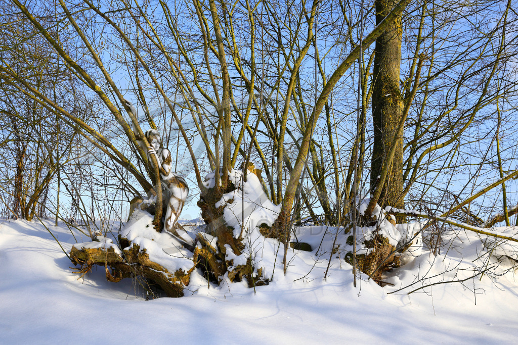 NatureArt-SNOWTREES_0044 | Den Ästen entlang gestreckt | #006 | Modell: Randy | Foto: Andreas Meier - Realisiert mit Pictrs.com