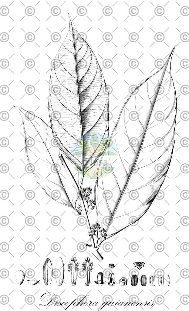 HistAbb_wfo-0001021443_2_ENZY_Simple | Historische Abbildung von Discophora guianensis - Stemonuraceae | Historical Illustration of Discophora guianensis - Stemonuraceae