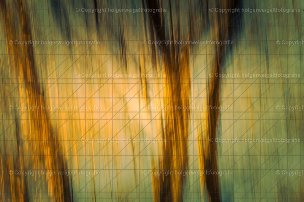 Light and trees  | Kaufen sie online außergewöhnliche Fotografien auf Leinwand Acrylglas Fotoprint Aludibond von holgerweigeltfotografie - Realisiert mit Pictrs.com