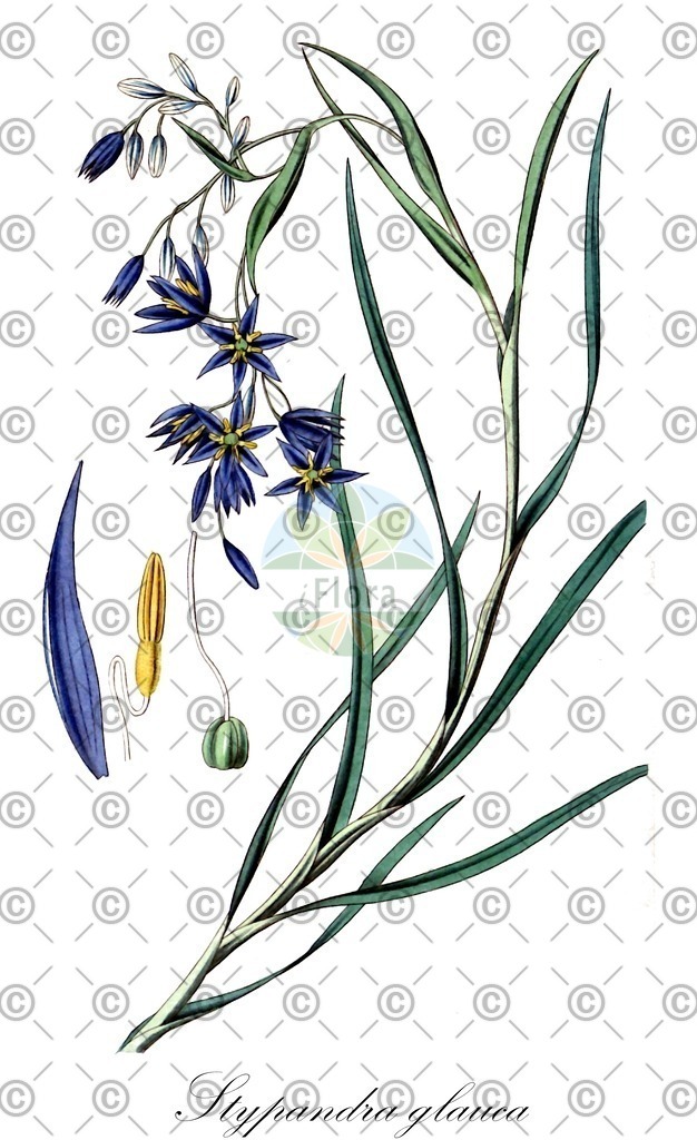 HistAbb_wfo-0000186724_1_ENZY_Simple | Historische Abbildung von Stypandra glauca - Asphodelaceae | Historical Illustration of Stypandra glauca - Asphodelaceae