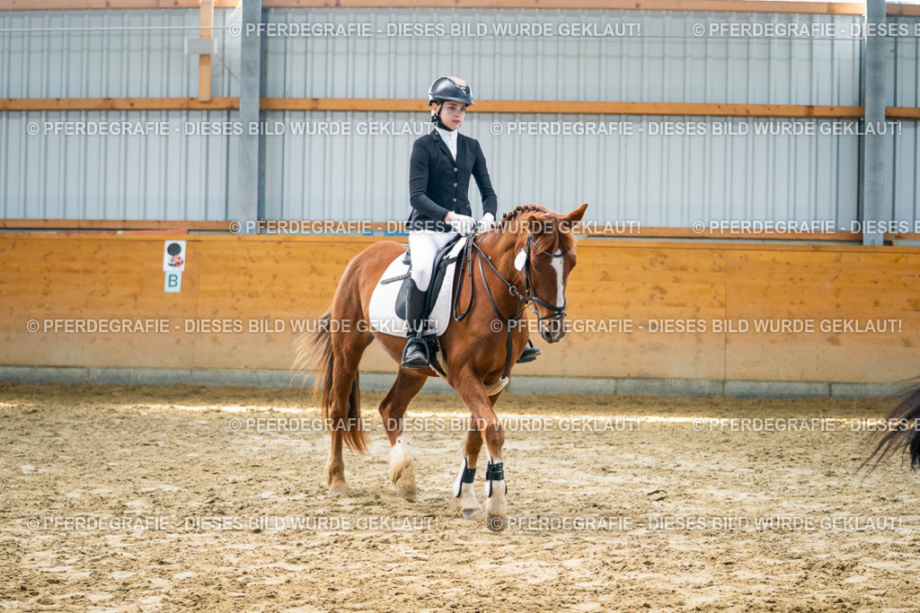 DSC01607 | Pferdegrafie