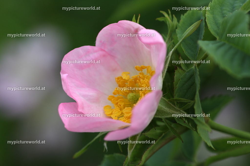 Hundsrose-002 | Das Bilderarchiv über Tiere, Planzen und Landschaften. In der Bilddatenbank finden Sie ein große Auswahl an hochwertigen Bilder für Ihre Werbung - Realisiert mit Pictrs.com