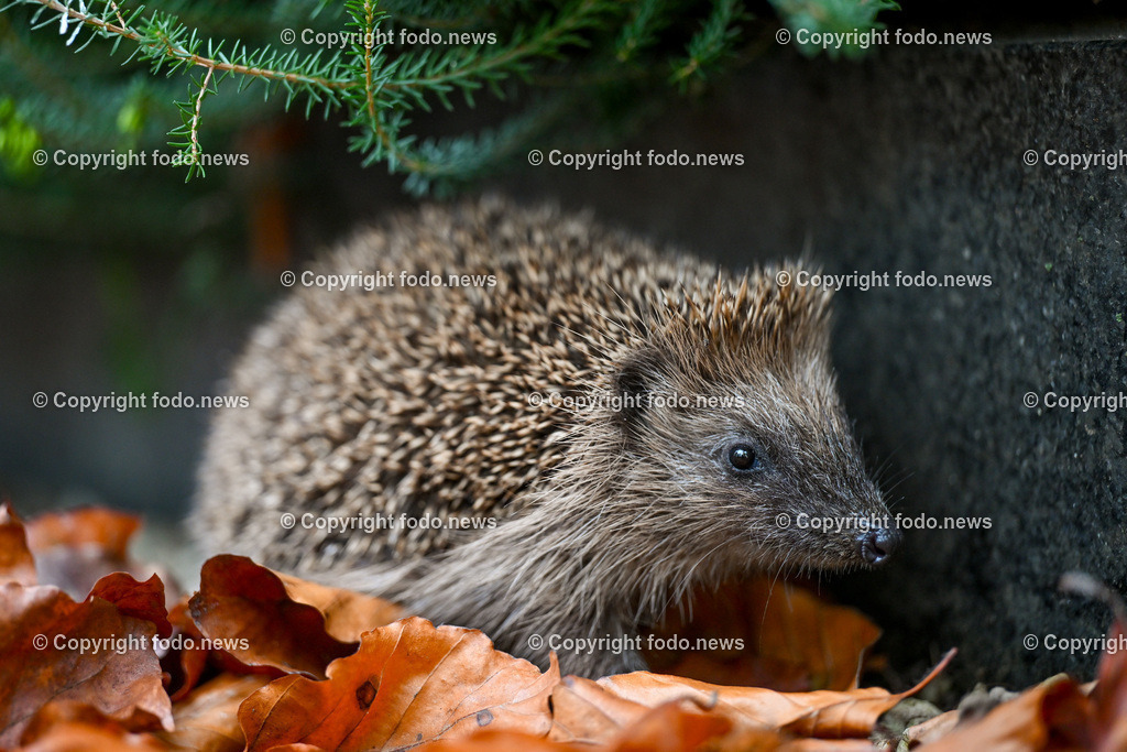 Igel_ Wildtier_ Waldbewohner_ 26.10.2024-3 | 26.10.2024, Linz, AUT, Tiere im Bild Igel, Wildtier, Waldbewohner Die Igel bilden eine Familie von Saeugetieren, deren in Europa bekannteste Vertreter die Arten Braunbrustigel und Noerdlicher Weißbrustigel sind. Der Braunbrustigel ist die in West- und Mitteleuropa typischerweise anzutreffende Art. Quer durch das oestliche Mitteleuropa (vom westlichen Polen über Tschechien, Oesterreich bis zur norditalienischen Adriakueste) erstreckt sich ein etwa 200 Kilometer breiter Bereich, in dem sich das Verbreitungsgebiet des Braunbrustigels mit dem des Weißbrustigels ueberlappt.Quelle: Wikipedia