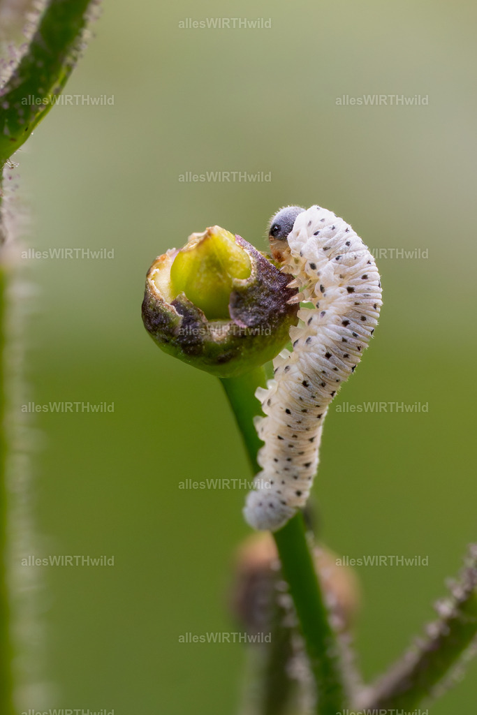 omnomnom | Entdecke die faszinierende Welt der Natur- und Wildlife-Fotografie von Daniel und Bärbel. Inspirierende Bilder von wilden Tieren und kleinen Naturwundern.