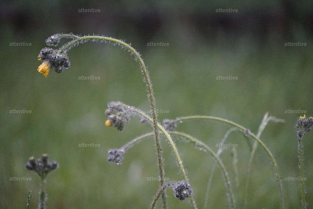 Tau | Westerwald, Deutschland - Realisiert mit Pictrs.com