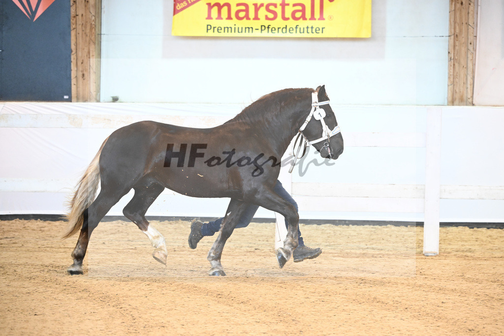 Kat-Nr. 1 v. Valegro_Leiss_6240007 | hf-fotografie - Realisiert mit Pictrs.com