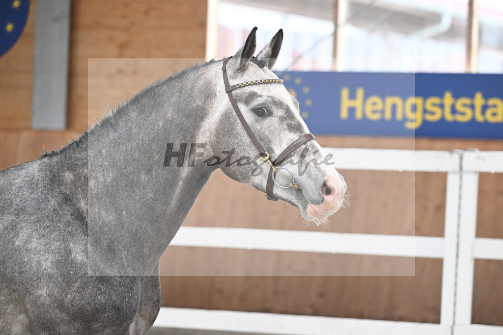 Kat-Nr. 5 Ziroccos Blanc v. Zirocco Blue_Engelbrecht_14260422 | hf-fotografie - Realisiert mit Pictrs.com