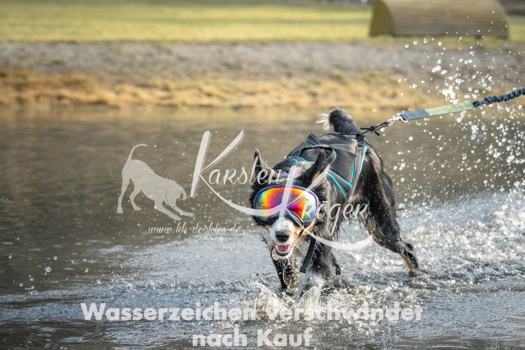 0917_ZZ90795 | kk-dogfotos