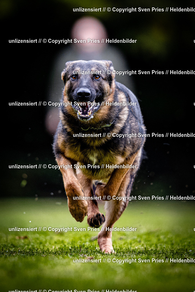 Sven Pries | 2025-10-03 - Hunderennen Obergrombach - Realisiert mit Pictrs.com