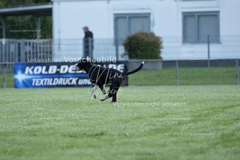 _16A5768 | Einzigartige Fotos von Hunden & Menschen –Actionfotos, Portraits, Vereinsaufnahmen & Paarshootings – authentisch, lebendig & mit Herz.