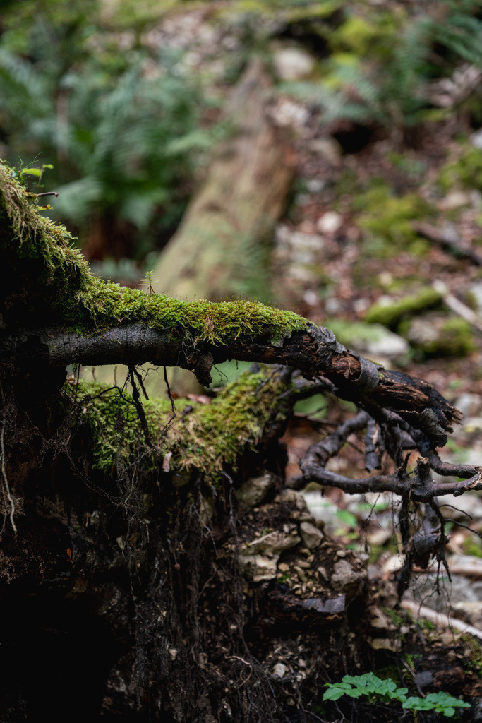 ZD250916095057 | Fotoshop von zweidimensional Fotografie. Ihr Fotograf im Aargau. Abzüge von Ihrem Fotobox Event bestellen.Abzüge von Ihrem Hochzeit bestellen.Abzüge von Ihrem Schulfotograf bestellen.
