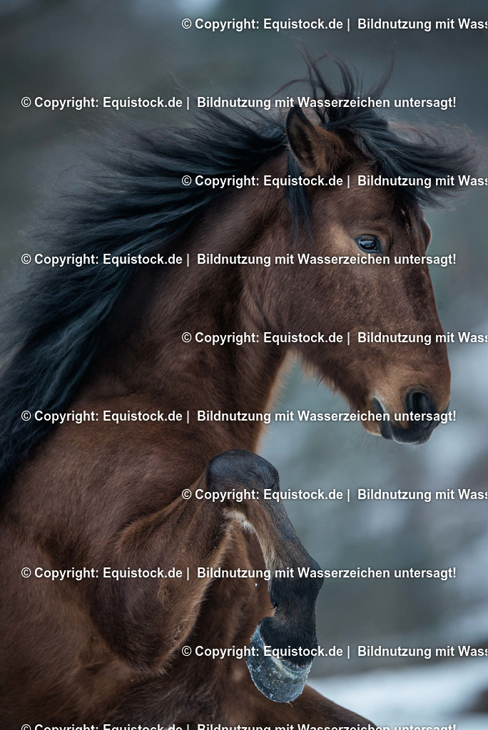 TS_20170129_Brauner_Freilauf_0001 | Foto: Thomas Hartig