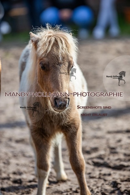 IMG_9171 | mandyhollmannphotographie