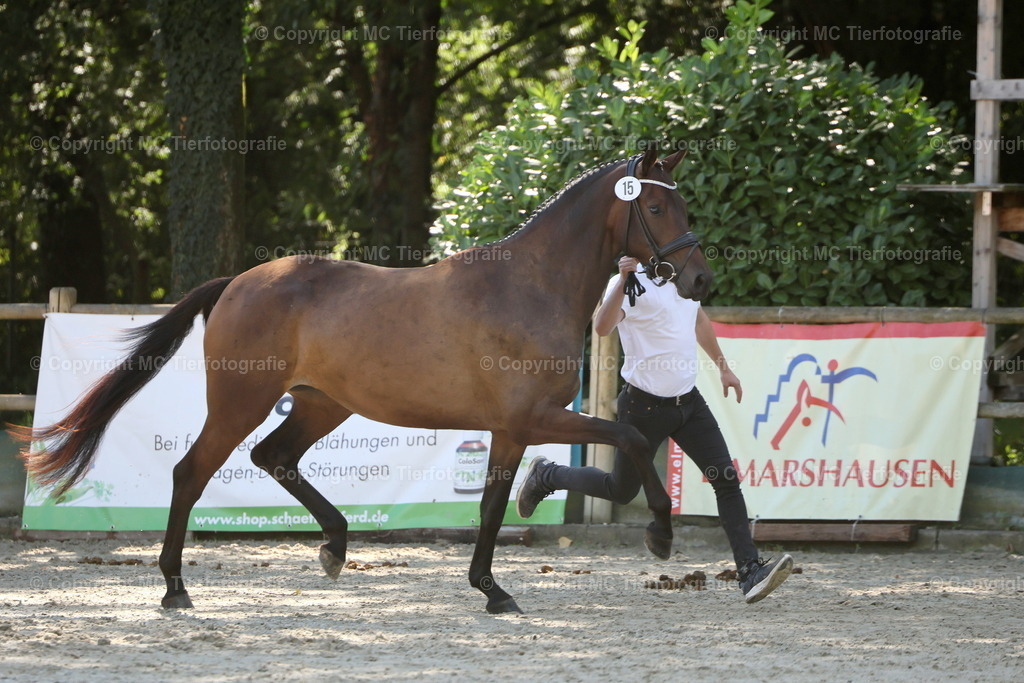 Bundesstut.SchauDarmstadt13-14.09.25MC3H5A8223B | Pferdefotos online bestellen - Realisiert mit Pictrs.com