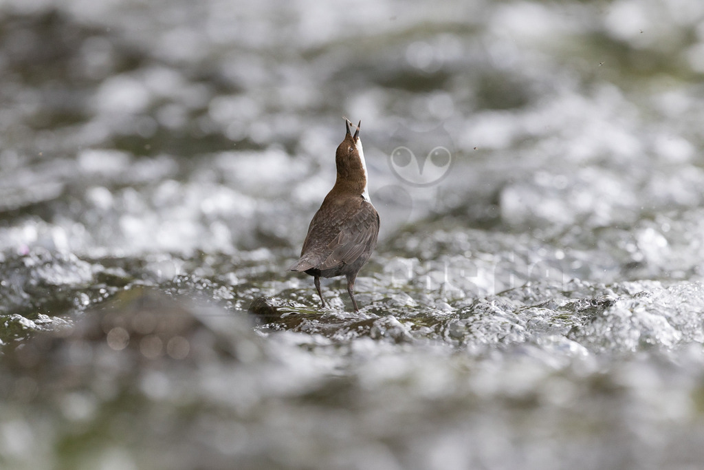 R6M31795_20260502 | Eine braune Wasseramsel (Cinclus cinclus) steht in einem schnell fließenden Bach, der von schäumendem, weißem Wasser umgeben ist. Der Vogel blickt mit geöffnetem Schnabel nach oben und fängt gerade ein kleines Insekt, das in der Luft schwebt. Die Interaktion des Insektenfangs ist deutlich zu erkennen. Der Hintergrund ist unscharf und zeigt das bewegte Wasser des Baches. - Realisiert mit Pictrs.com