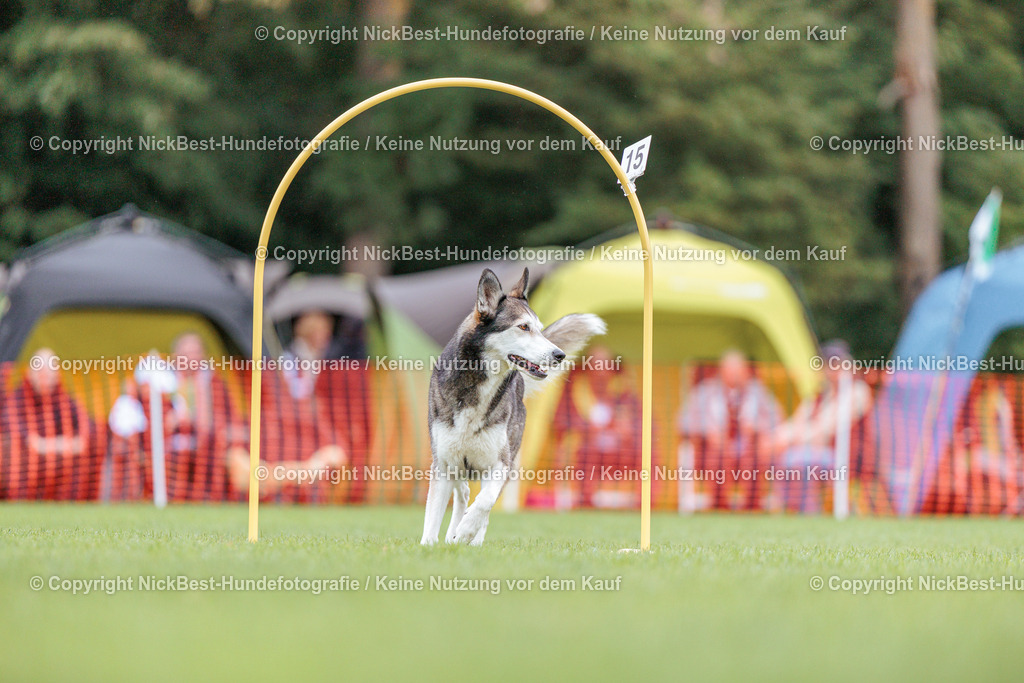 BSP Hoopers-H2 Tag2-2026-Nickbest-Hundefotografie-TuS Komet Arsten e.V.-7008 | Dein Hund! Dein Moment! Deine Erinnerungen! Hundefotografie in Bremen Blumenthal. Ich fange die besonderen Momente deines Vierbeiners ein – ob Indoor mit Blitzanlage oder in der freien Natur. Sicher dir dein Moment und dein Termin für eure Erinnerungen.