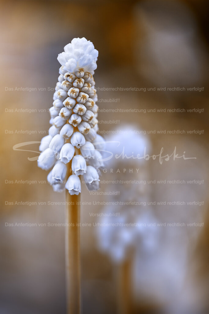 Die Unschuld | Eine weiße Traubenhyazinthe vor einem naturfarbenen, unscharfen Hintergrund - Realisiert mit Pictrs.com