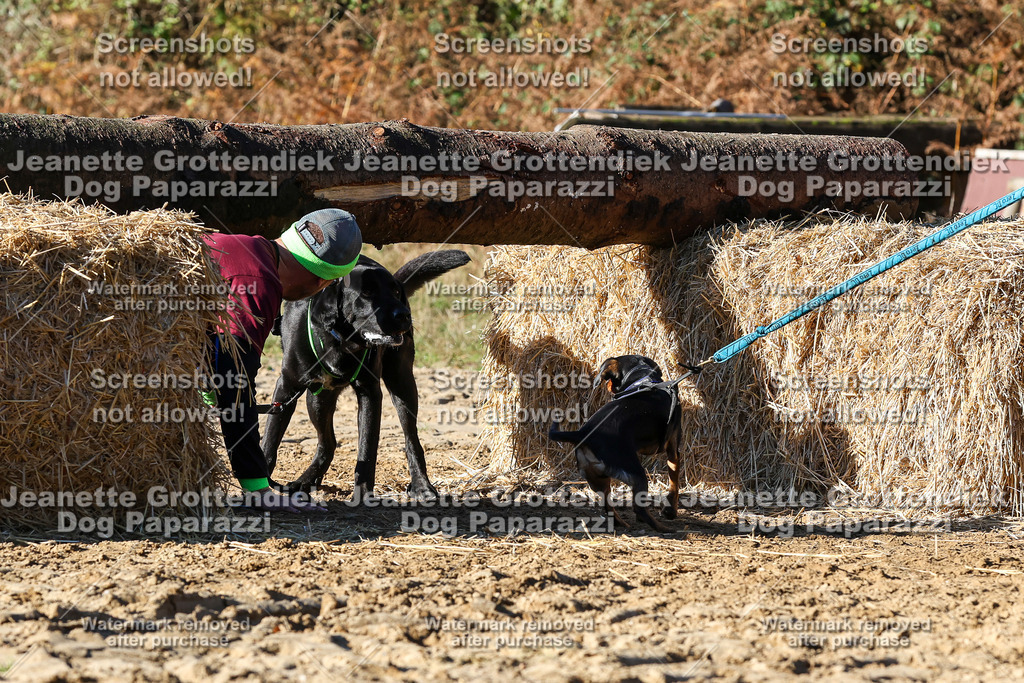 Dog Paparazzi - Strongdog 10-25-1911 | Dog Paparazzi Jeanette Grottendiek Fotografie & Videografie - Realisiert mit Pictrs.com