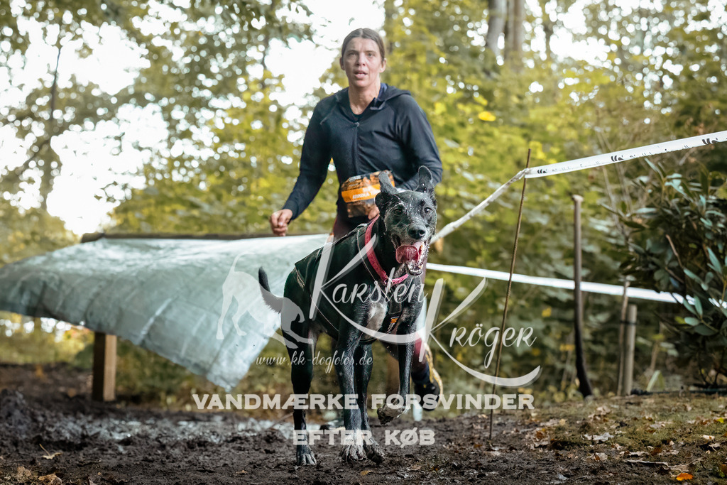 1410DZ6_1176-BearbeitetZ6 | kk-dogfotos