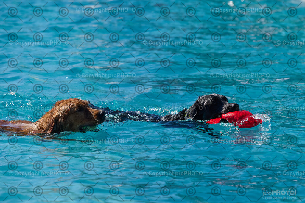 154_202509_4Hundebadetag_NZ9_2650 | proPHOTO - Realisiert mit Pictrs.com