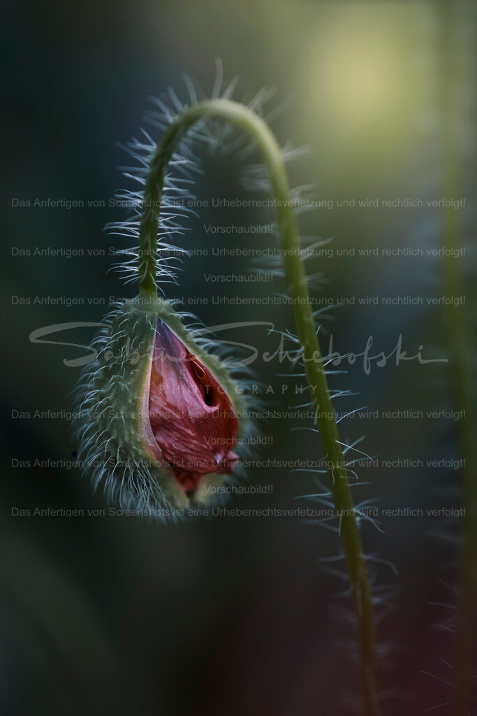 Auch eine verletzte Seele kann wieder aufblühen... | Exklusive Naturfotografie für stilvolle Wanddekoration ★ Premium Wandbilder Made in Germany ✔️ FineArt Drucke & Downloads ✔️ Brillante Farben, höchste Qualität & weltweiter Versand ✔️ - Realisiert mit Pictrs.com