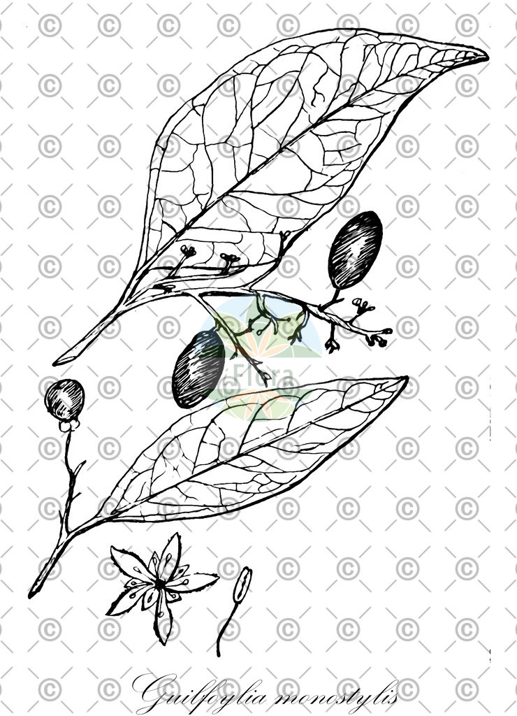 HistAbb_wfo-0000711753_1_ENZY_Simple | Historische Abbildung von Guilfoylia monostylis - Surianaceae | Historical Illustration of Guilfoylia monostylis - Surianaceae