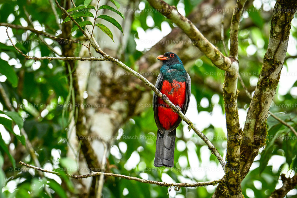 Costa Rica verschiedenes (12) | PeggyRaschPhotography - Realisiert mit Pictrs.com