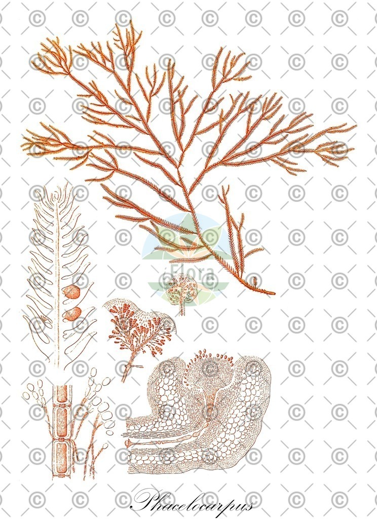 HistAbb_EMP_7710581_1_SIMPLE | Historische Abbildung von Phacelocarpus - Phacelocarpaceae (0) | Historical Illustration of Phacelocarpus - Phacelocarpaceae (0)