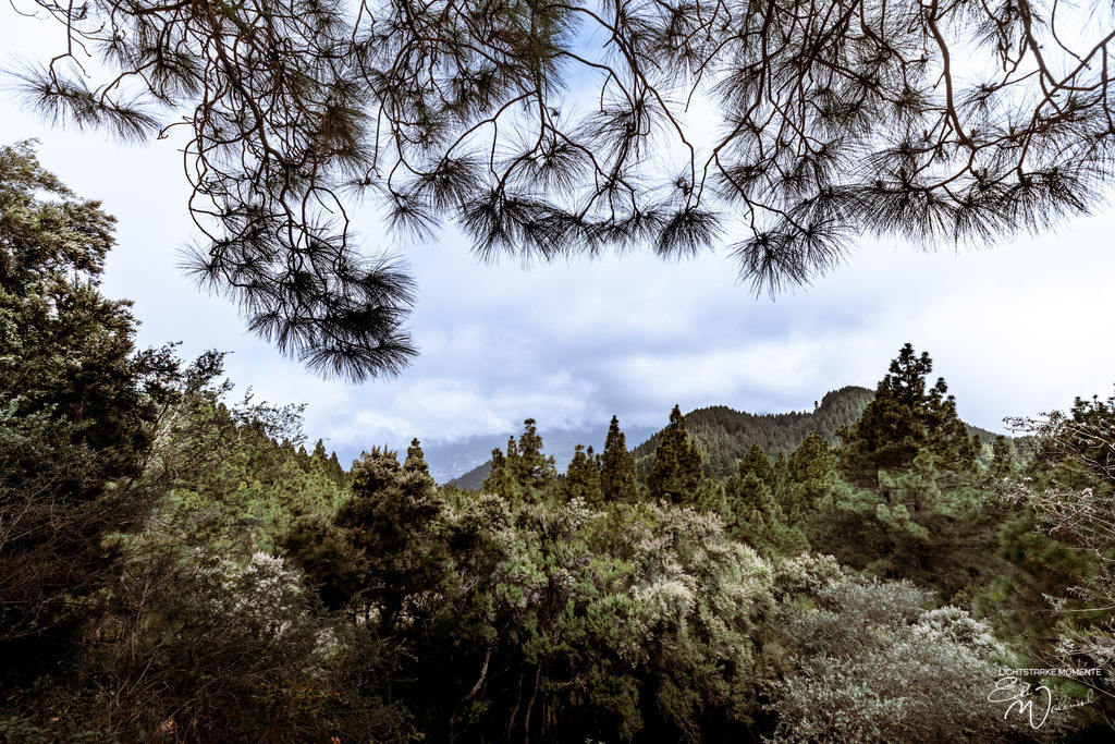 20250318-115348 LA PALMA_003-1 | Herzlich willkommen auf meiner Seite! Ich bin Elke Wallnisch, Deine Fotografin für lichtstarke Momente. Der Name steht für alles, was mich mit der Fotografie verbindet: Das Licht und seine machtvolle Wirkung auf eine Situation oder unsere Stimmung - Realisiert mit Pictrs.com